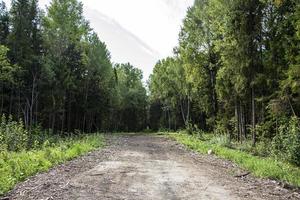 The road to the forest. Country road among tall trees. photo