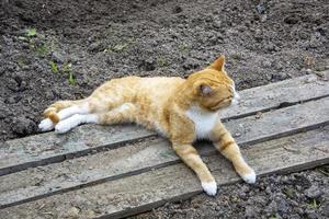 gato de jengibre en el jardín. el gatito descansa sobre tablas de madera. foto