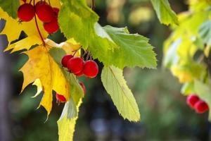 Hawthorn on a blurred background. Natural background with a green branch with berries. photo