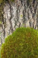 Moss on a tree trunk. The bark of the tree is overgrown with green moss.