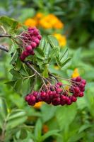 Rowan. Branch with rowan berries on a natural blurred background. photo