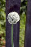 Close-up of a ball with nigella. Onion head with seeds. photo