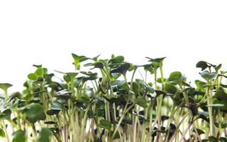 montón de micro greens de rábano sobre fondo blanco. concepto de alimentación saludable. foto