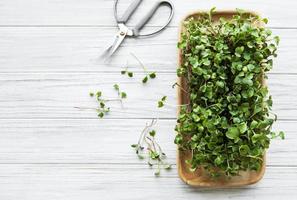 Red radish microgreens photo