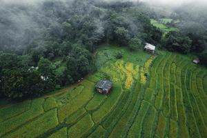 arrozales y campos de arroz en un día lluvioso. foto