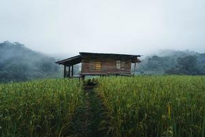 In a wooden hut in a green rice field