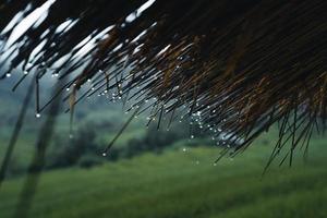 In a wooden hut in a green rice field photo