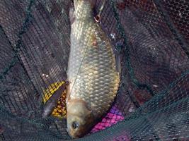 Fishing on the lake and river fish photo