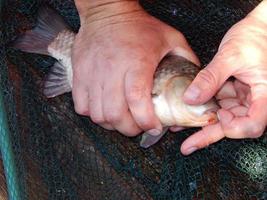 Fishing on the lake and river fish photo