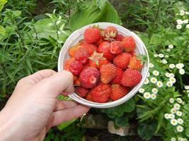 recolectar fresas en el jardín y el huerto foto