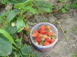 recolectar fresas en el jardín y el huerto foto