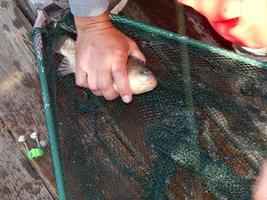 Fishing on the lake and river fish photo