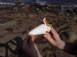 Egyptian seashells in the Red Sea close-up photo