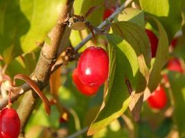 The food in the garden of fruits and vegetables photo