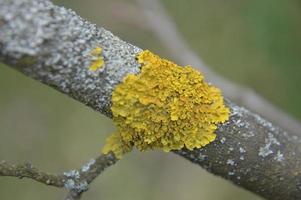 Spring buds bloom on trees in the garden photo