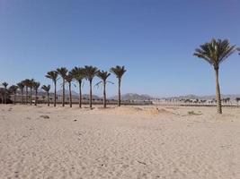 View of the desert in the resort of Sharm el Sheikh in Egyptian photo