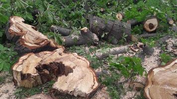 A large trunk of a fallen tree is cut into stumps photo