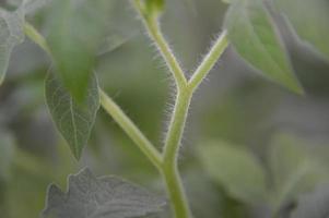 Fotografía macro de plántulas de hortalizas jóvenes para plantar en el jardín.