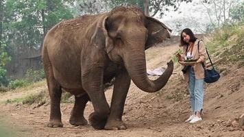Aufnahmen von weiblichen Touristen, die Elefanten füttern. video