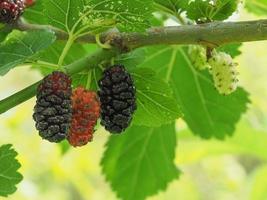 white mulberry tree Morus alba photo