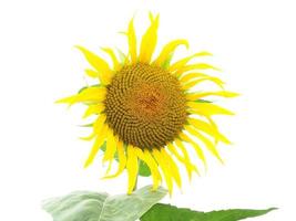 sunflower plant Helianthus annuus yellow flower isolated over wh photo