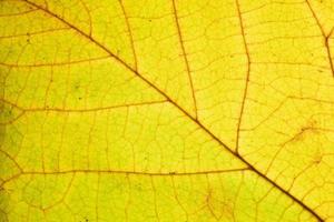 Primer plano de textura de hoja de otoño con venas