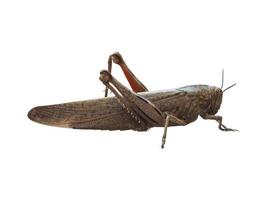 grasshopper insect animal isolated over white photo