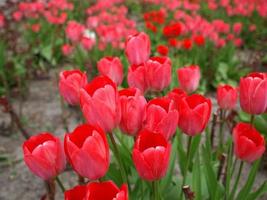 red Tulips flowers photo