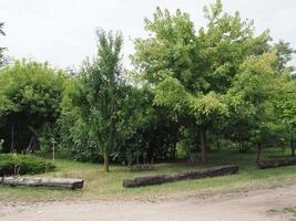 garden with trees photo