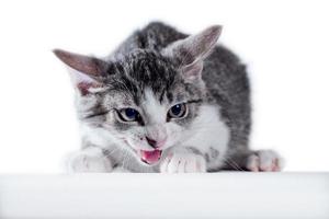 tabby cat on a white background photo