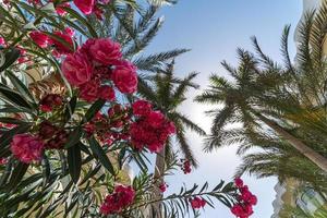 tropical background bottom view on the branches of a big palm tree photo