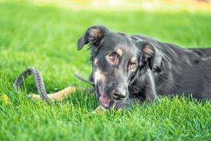 Cachorro mestizo roe una correa de cuero en un paseo por el parque foto