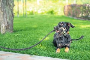 mongrel puppy gnaws a leather leash on a walk in the park photo