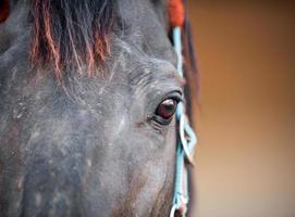 cabeza de caballo y ojos cerrados foto