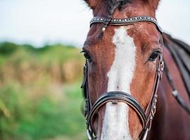 cabeza de caballo y ojos cerrados foto