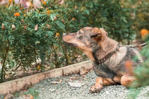 mongrel dog sniffing a flower of marigolds in the daytime in the park photo