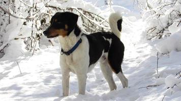 perrito en el bosque de invierno cubierto de nieve. paisaje con bosque en invierno. foto