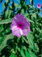 violet flowers in the garden photo