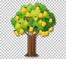 Mango tree on grid background vector