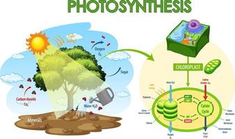 Diagram showing process of photosynthesis in plant vector