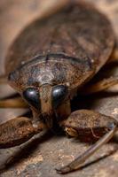 Adult Giant Water Bug photo