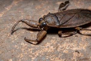 Adult Giant Water Bug photo
