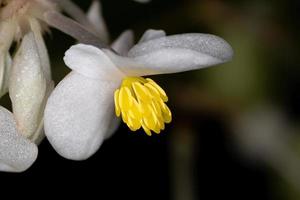 flor de la planta de begonia blanca foto