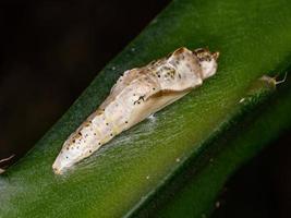 Small Butterfly cocoon photo