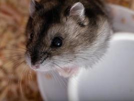 Campbell's dwarf hamster photo