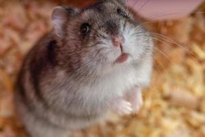 Campbell's dwarf hamster photo