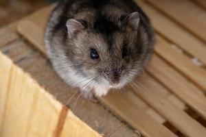 Campbell's dwarf hamster photo