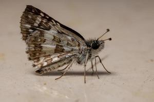 Adult New World Checkered-Skipper photo