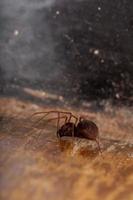 Brown Spitting Spider photo