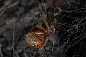 Adult Brown Widow photo